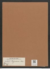 Navicula legumen Ehr. (de-Toni-Nr.: Genus 1, Species 79) Zeichnungen Sammlung Grunow Mappe 00061 (Herbarium_W_Grunow_drawings_Folder_00061)